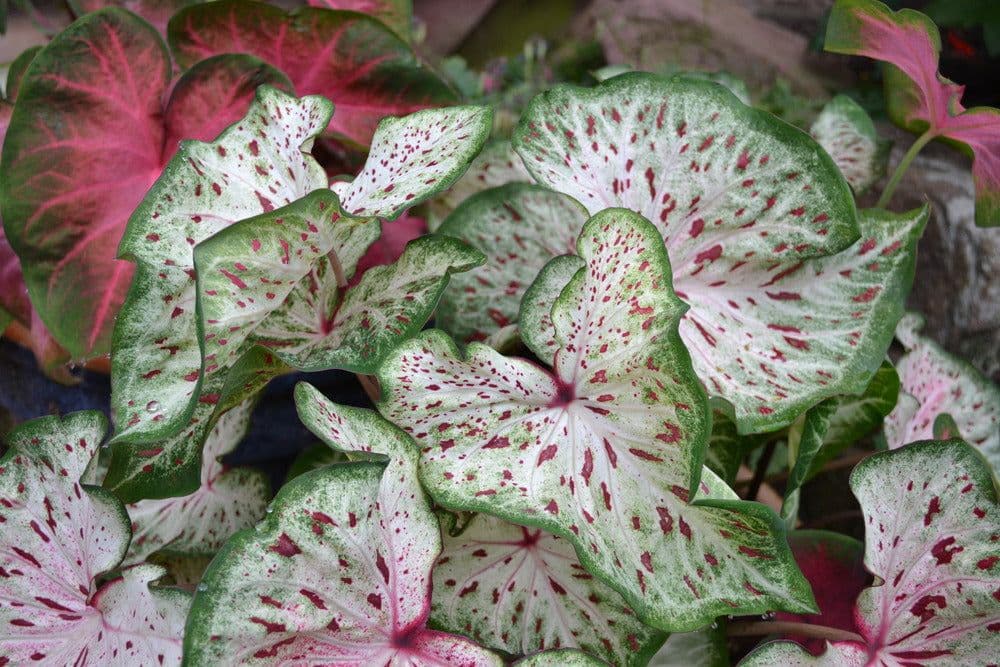 Caladium Bulbs 4 Less