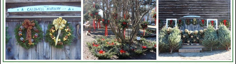 Caldwell Nursery
