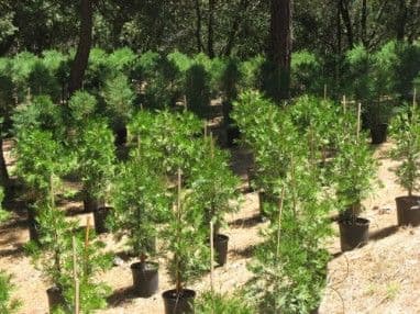 California Big Tree Nursery