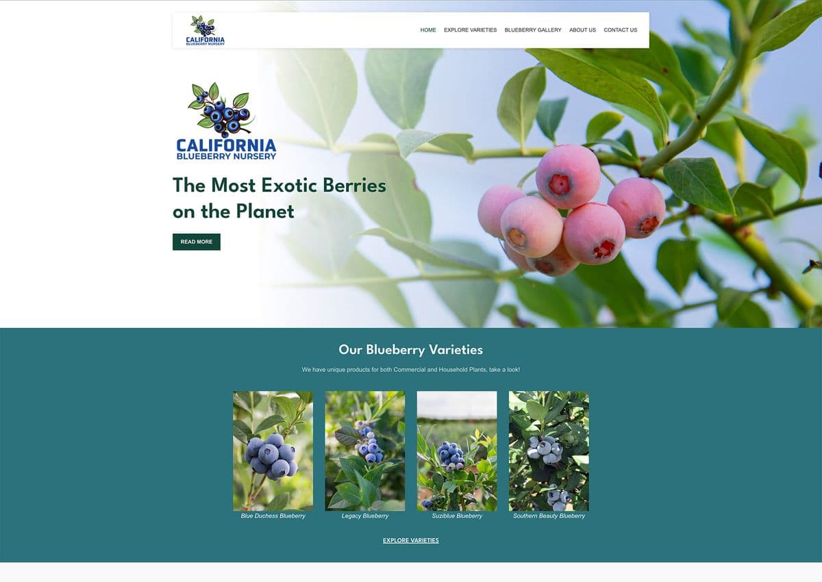 California Blueberry Nursery