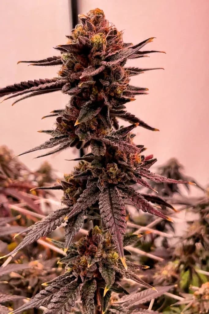 California Clone Shop