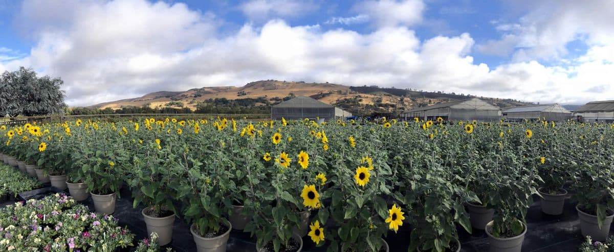 California Color Growers LLC