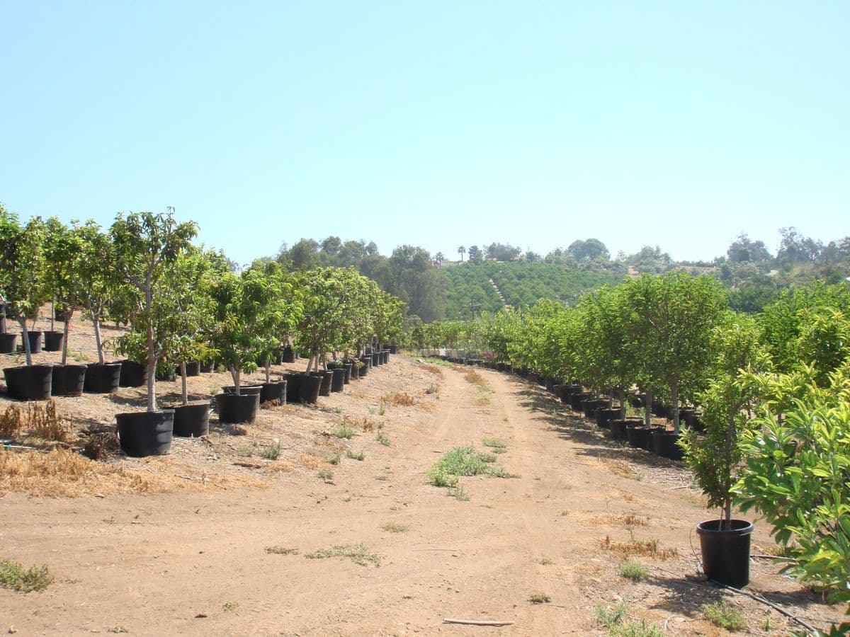 California Tropical Fruit Tree Nursery