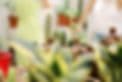 Camarillo Nursery
