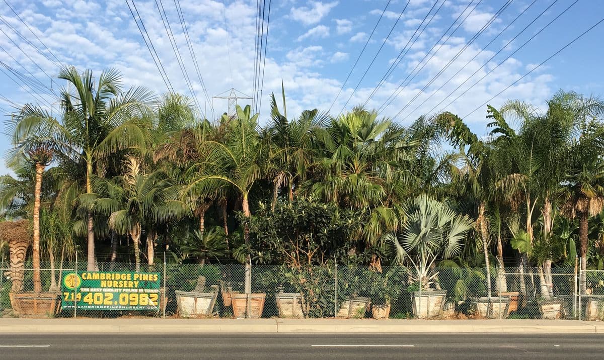 Cambridge Pines & Nursery