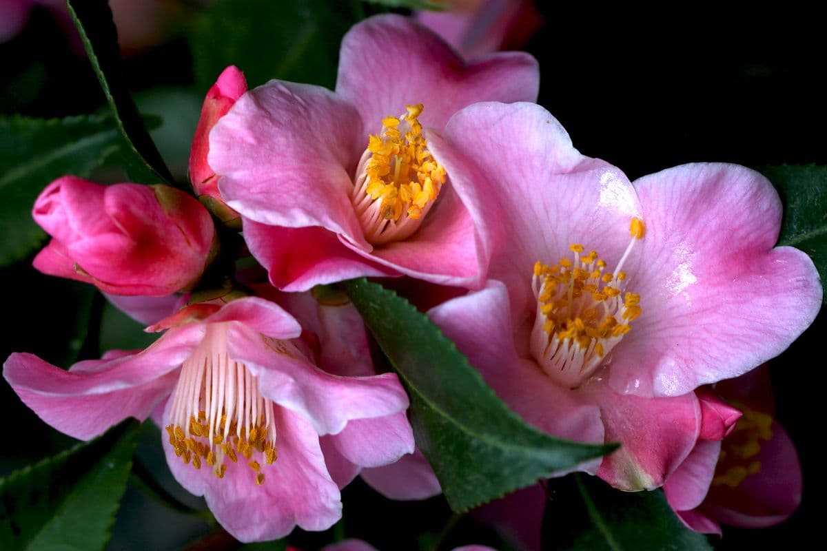 Camellia Forest Nursery