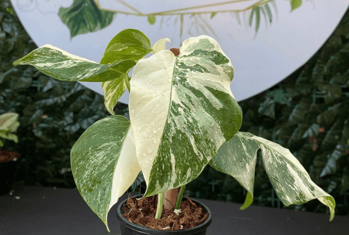 Camila Gardens LLC