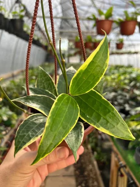 Camp's Plants