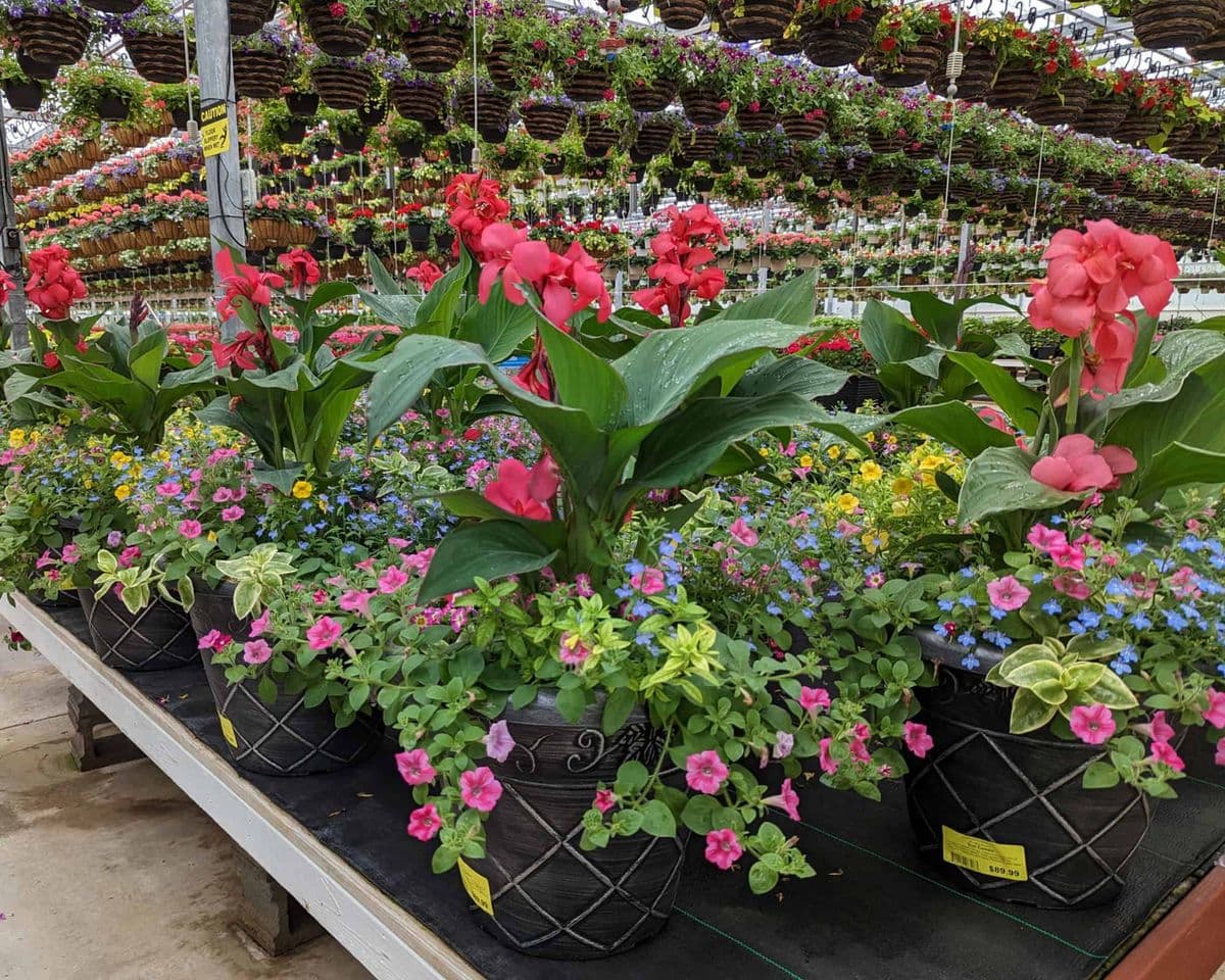 Camp's Plants Inc