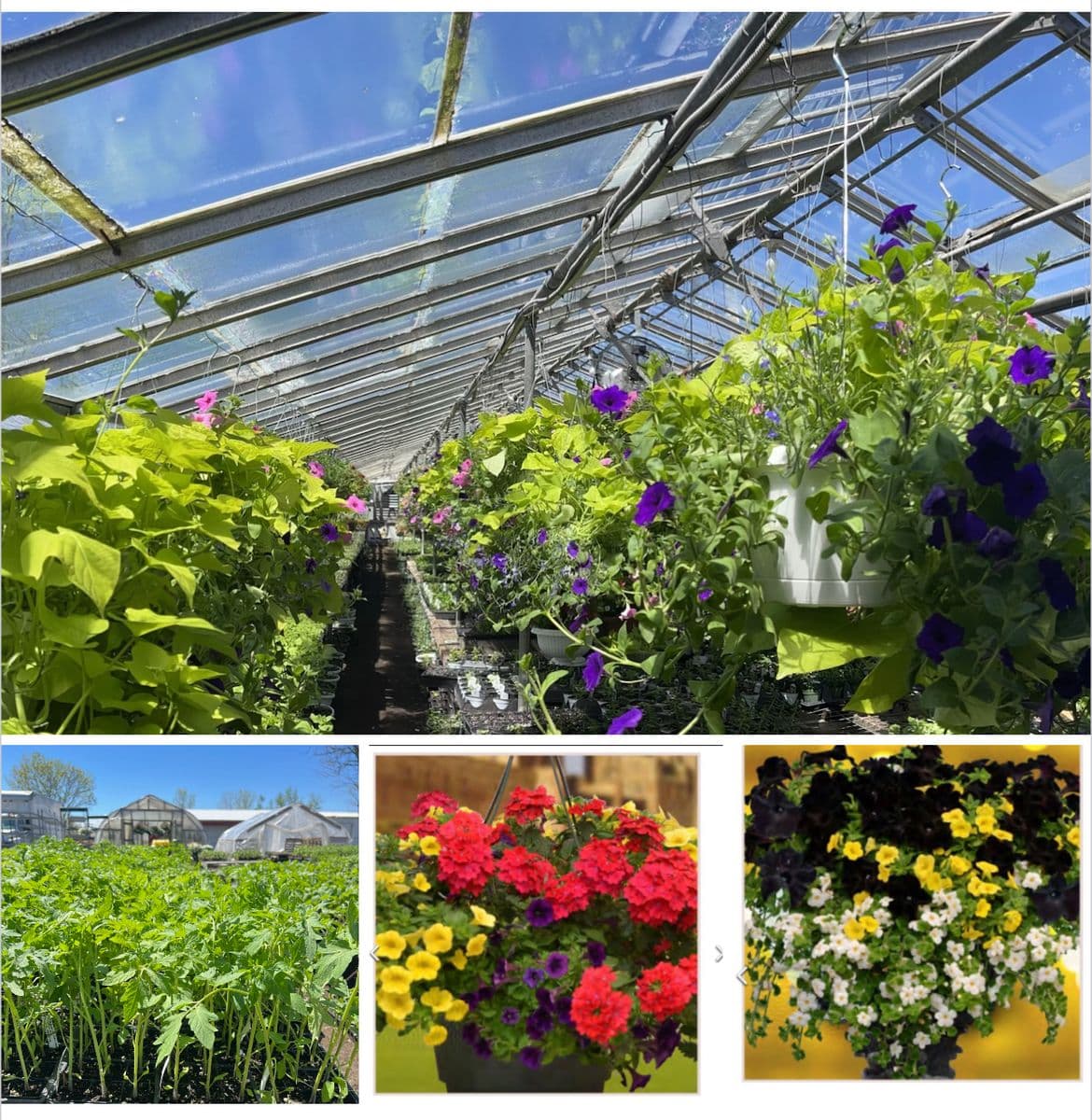 Candella's Farm & Greenhouses