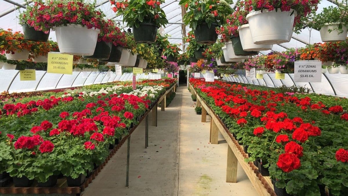 Cannons Greenhouse