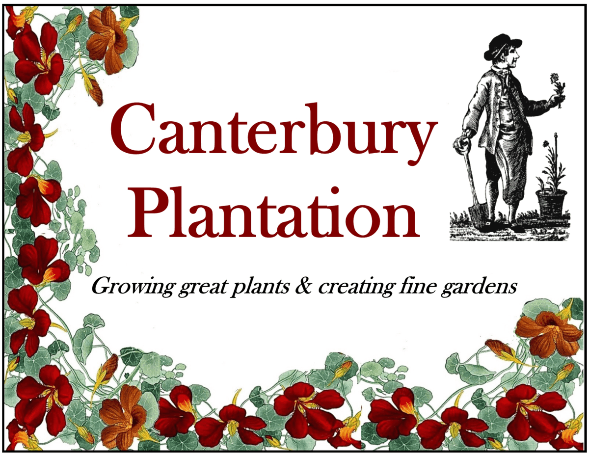 Canterbury Plantation