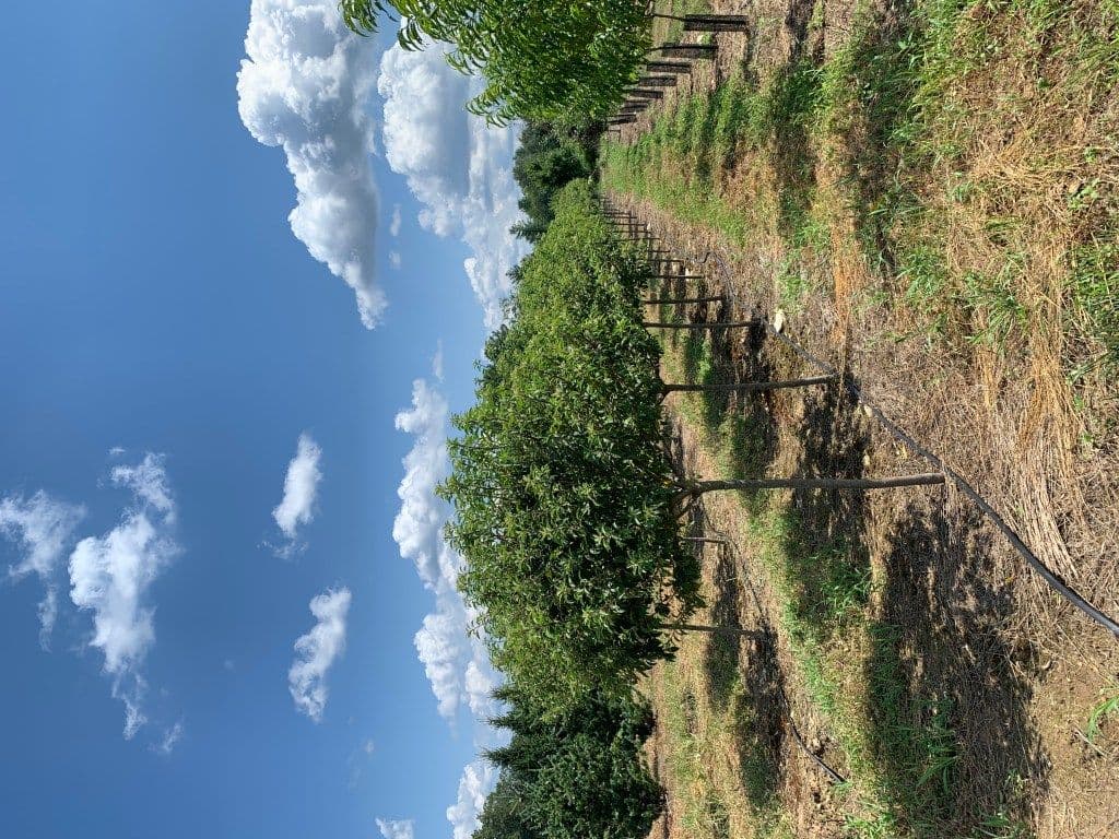 Canterbury Tree Farm
