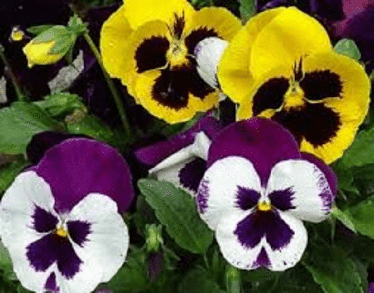 Canton Road Garden Center Inc