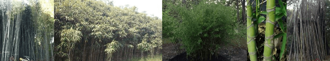 Cape May Bamboo Farms