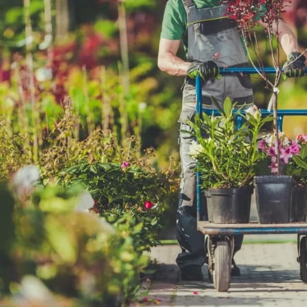 Care Plant Inc