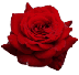Carlstedt's Wholesale Florist