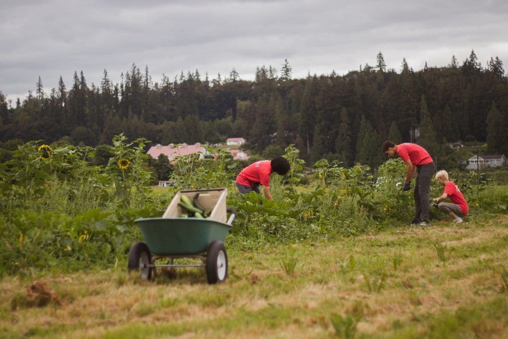 Carnation Farms