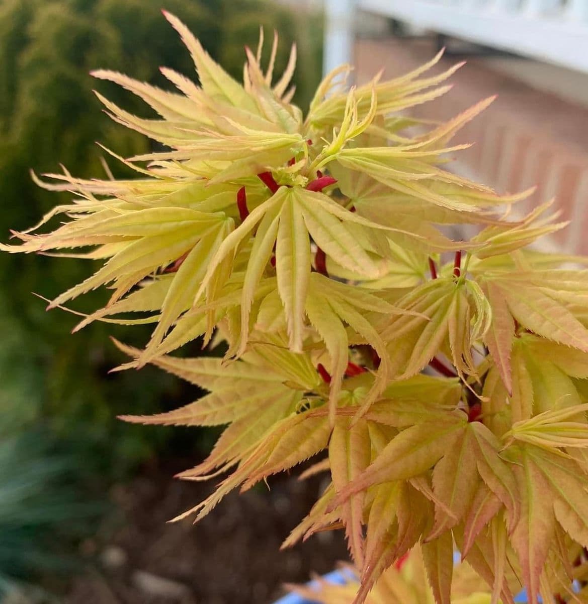 Carolina Conifers Nursery & Landscape