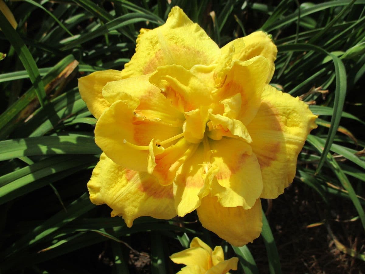 Carolina Daylilies