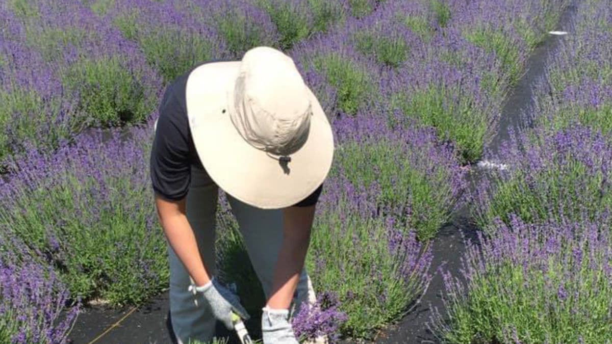 Carolina Lavender & Eucalyptus Farm