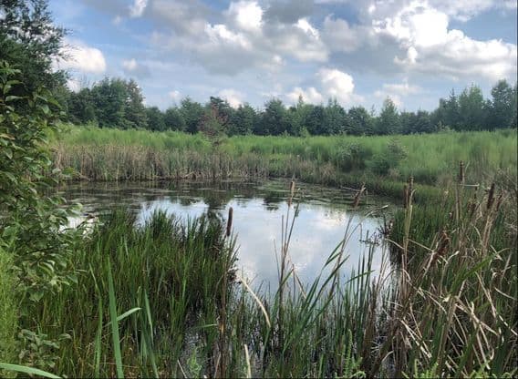 Carolina Wetland Services' Native Plant Farm
