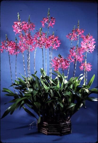 Carrboro Tropicals
