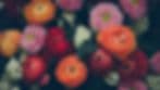 Carren's Flowers & Gifts