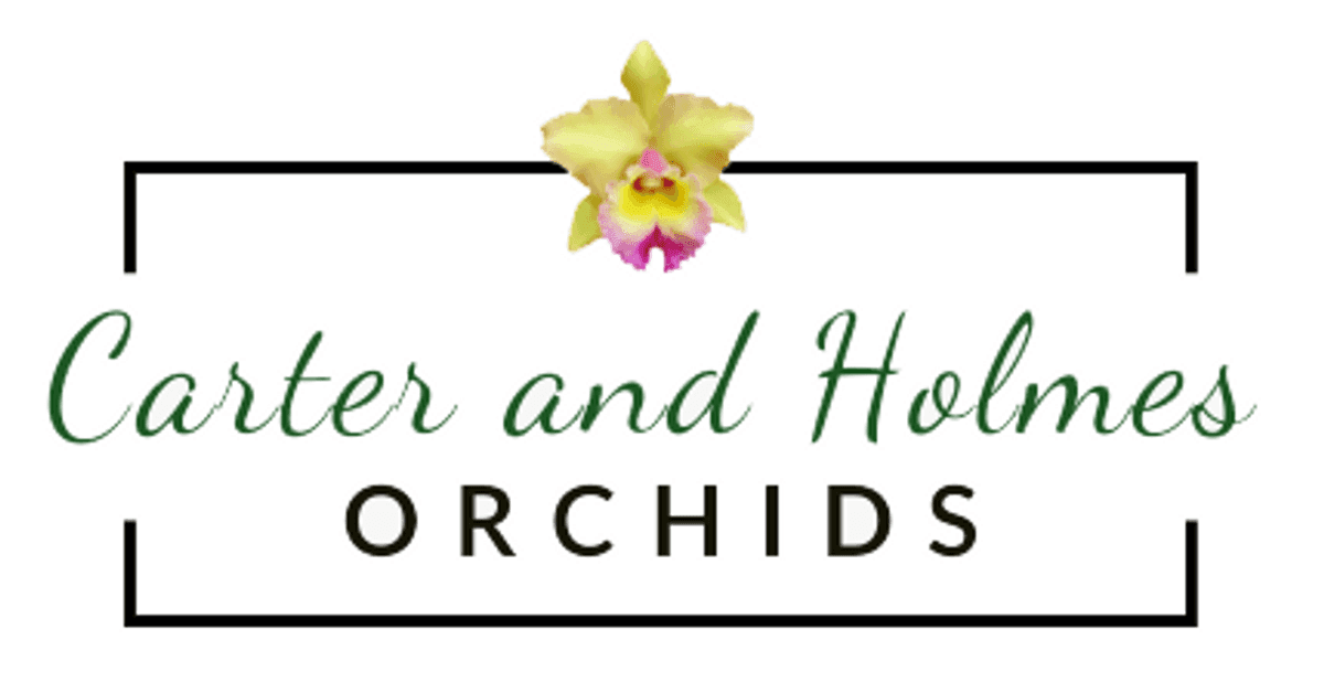 Carter & Holmes Orchids
