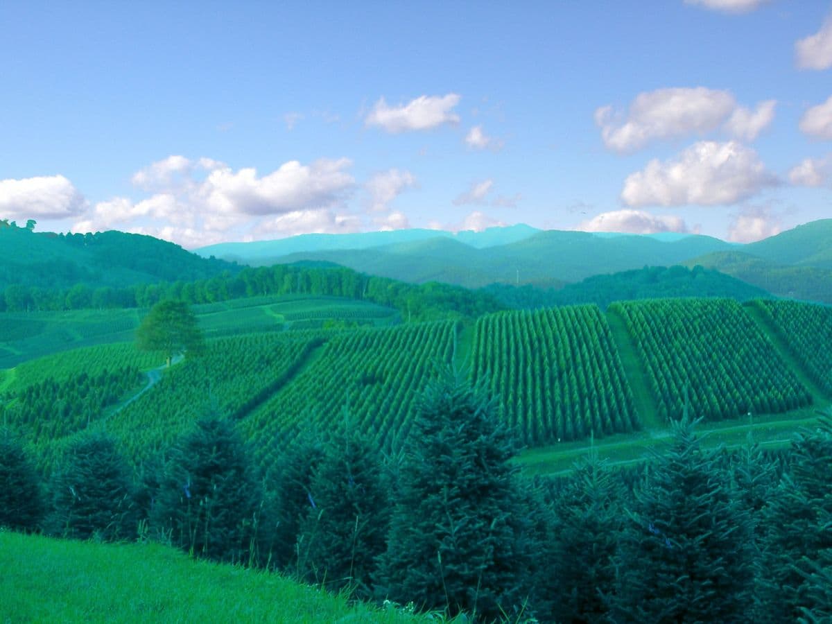 Cartner Christmas Tree Farm