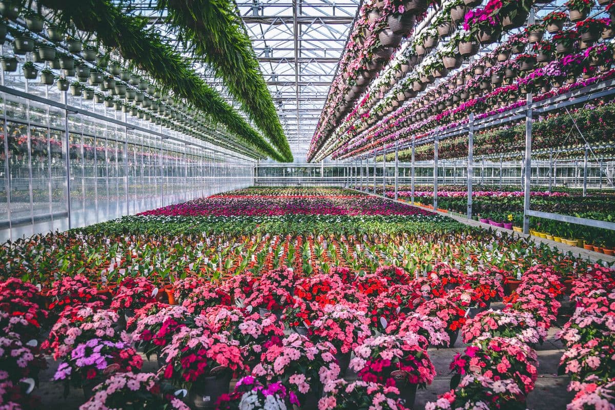 Casa Verde Growers