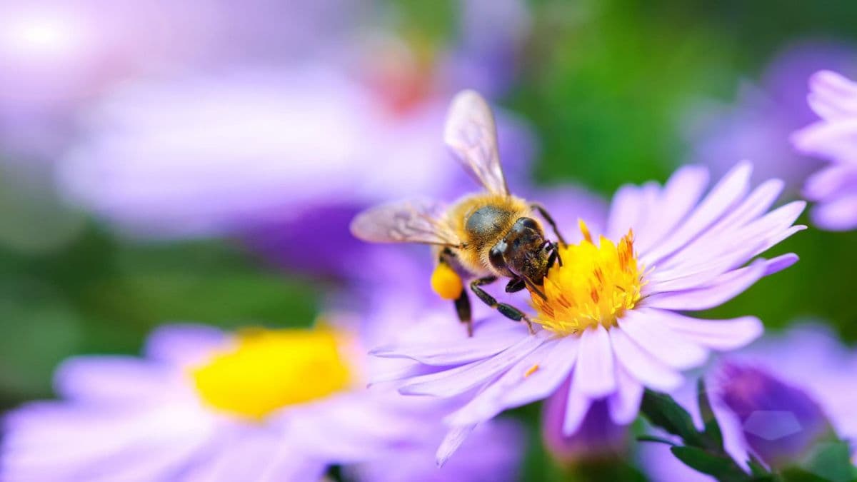 Cavano’s Perennials, Inc.