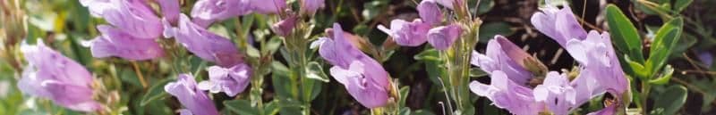 Cedar Mountain Perennials