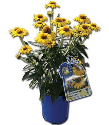 Centerton Nursery, Inc.