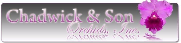 Chadwick & Son Orchids, Inc