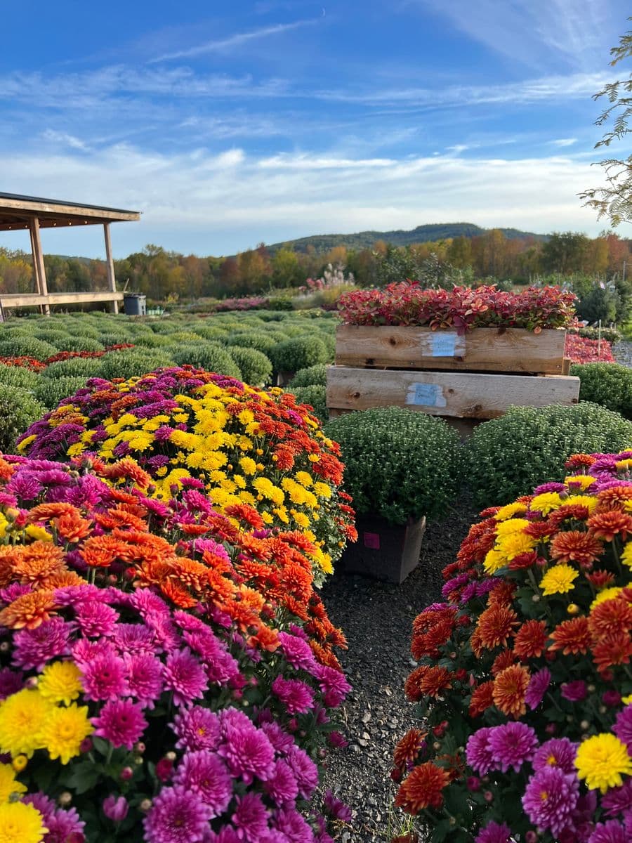 Champlain Peony Company