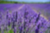 Chappell Hill Lavender Farm