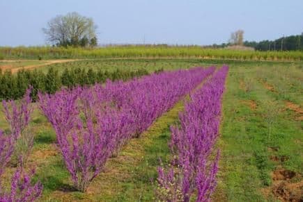 Charlie'S Creek Nursery, Inc.