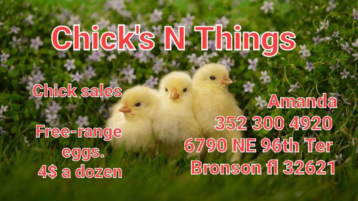 Chicks N Things