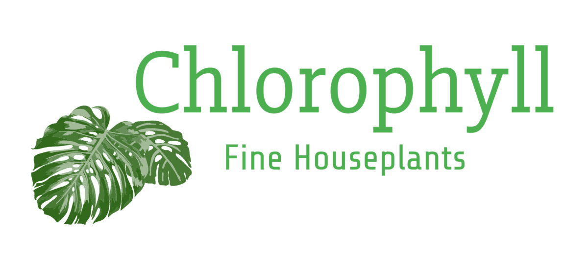 Chlorophyll Fine Houseplants