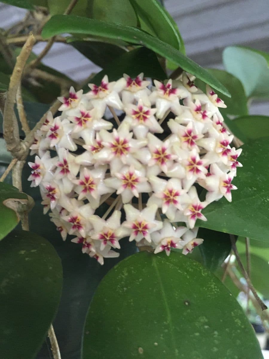 Christine's Tropical & Exotic Plants