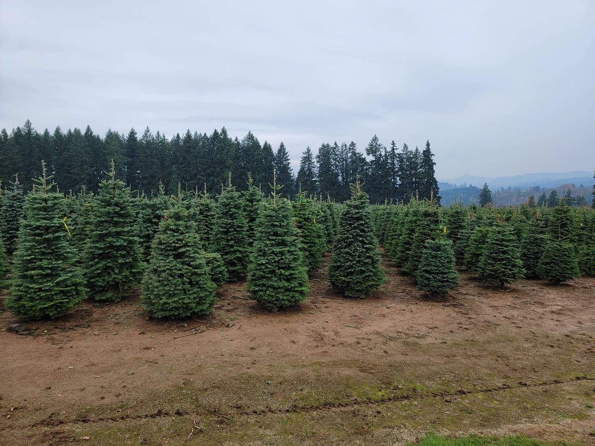 Christmas Trees 4 Less