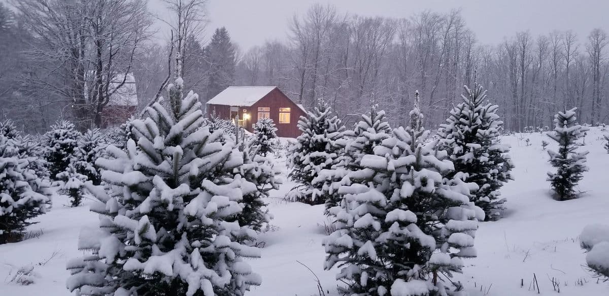 Christmas Trees | Winslow Farms