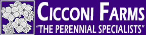 Cicconi Farms Inc