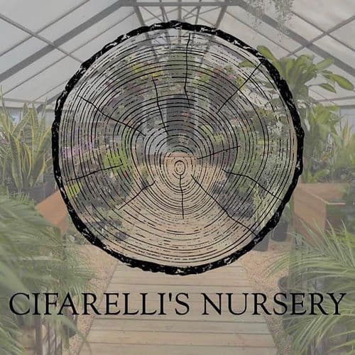 Cifarelli's Nursery