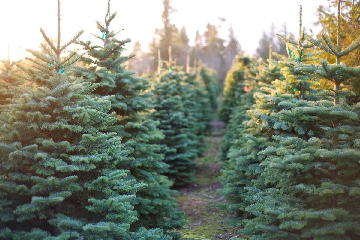 Cinnamon Tree Farm