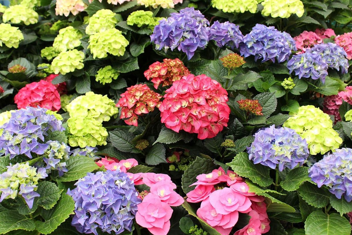 City Floral Garden Center