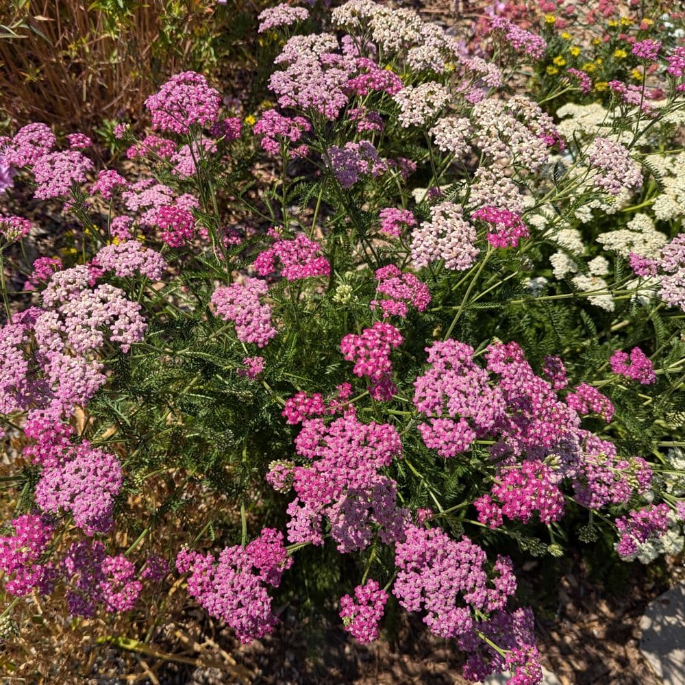 Civic Garden Club-San Carlos