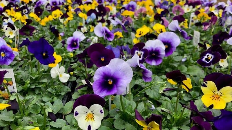 Claussen's Florist, Greenhouse & Perennial Farm
