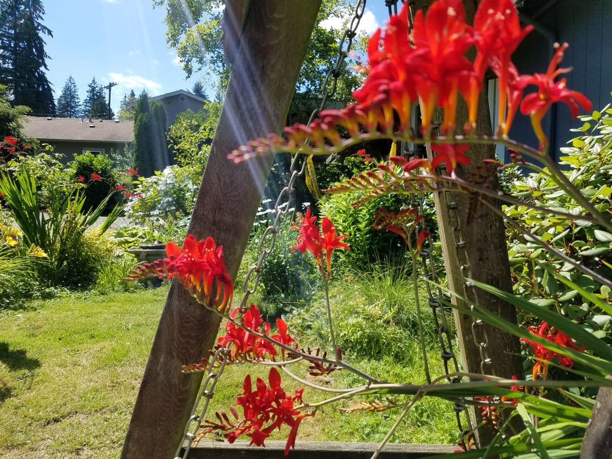 Clearview Perennials